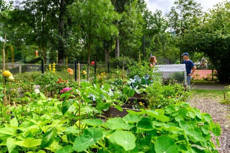 fml-ackerpause-urban-farming-06